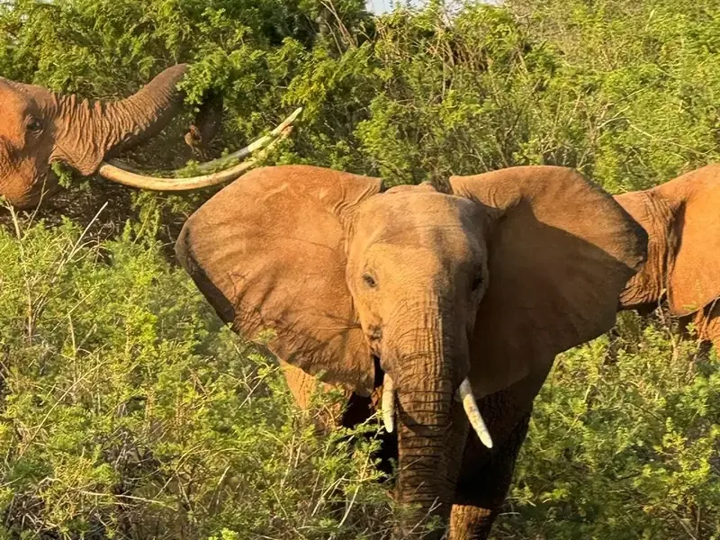 Elefanti nella vegetazione dello Tsavo East